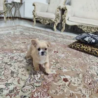 دو عدد توله جیگر(شاهد شهر)|سگ|شاهدشهر, |دیوار