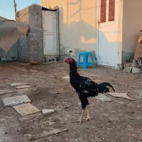 خروس لاری اصل