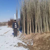 ارائه بهترین نهال ها و چنارهاسازگار با آب هوامنطقه|خدمات باغبانی و درختکاری|سنندج, |دیوار