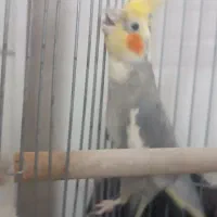 عروس هلندی|پرنده|قم, حاج زینل|دیوار