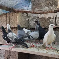 کبوتر دوری|پرنده|اهواز, کمپلو شمالی|دیوار