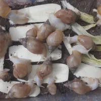 حلزون با پایین ترین قیمت