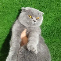 اسکاتیش بلو ماده