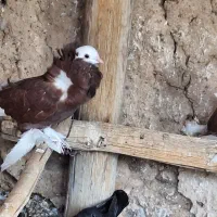 کبوتر شامپیون|پرنده|جرقویه, |دیوار