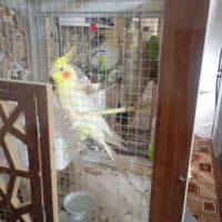 عروس هلندی|پرنده|کرمان, |دیوار