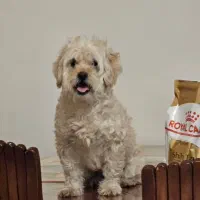 سگ شیتزو شناسنامه دار