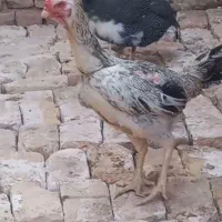 خروس و مرغ لاری