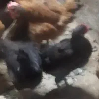 سه تا مرغ خونگی سیاه