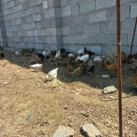 جوجه دوماهه دونه ای ۲۲۰