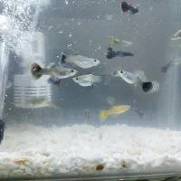 آکواریوم گوپی