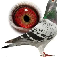 کبوتر پلاکی نرگمشده فولادشهر محله سی ۱