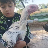 جوجه خروس لاری اوشامو آلمانی وارداتی بالای ۸۰ سانت|حیوانات مزرعه|مشهد, انبارنفت|دیوار
