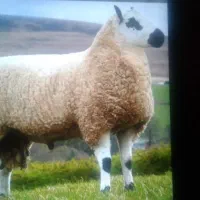 قصاب وسلاخ سیار ذبح گوسفند شما در محل (مجالس)