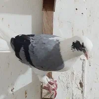 کفتر رنگی|پرنده|لار, |دیوار