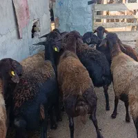 10راس گوسفند آبستن جوان سونو گرافیشده|حیوانات مزرعه|سیمین شهر, |دیوار