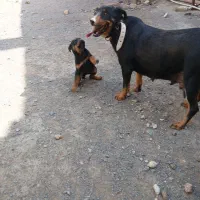 روتوایلر|سگ|قم, شهر قائم|دیوار