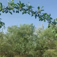 باغ|فروش دفتر صنعتی، کشاورزی، تجاری|تویسرکان, |دیوار