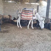 سگ خر
