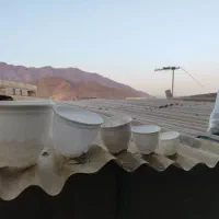 گلدان کلاسیک