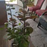 فروش بلیط حج تمتع