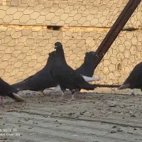 دم سفید|پرنده|برازجان, |دیوار