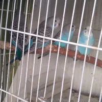 مرغ عشق جوجه
