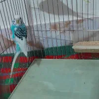 مرغ عشق دستی باقفس سالم