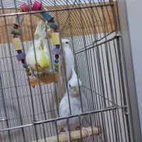 عروس هلندی البینو ولوتینو|پرنده|مشهد, شهید قربانی|دیوار