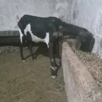 بز ابستن