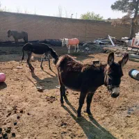 خر ماده ۳ تا