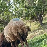 میش|حیوانات مزرعه|بروجرد, |دیوار