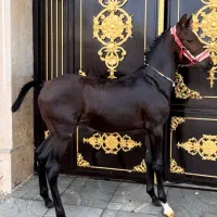 کره اسب نریان درجه ۱