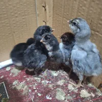 جوجه لاری فول نسل طوس شجره نامه دار