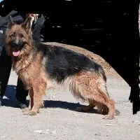 سگ ژرمن شولاین ماده|سگ|بیرجند, |دیوار