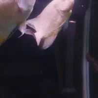 فروش ماهی|ماهی|ماکو, |دیوار