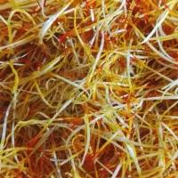 خامه زعفران