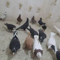 ۲۰عدد جوجه رنگی باهوش ضمانتی بپر. تکفروشی ندارم