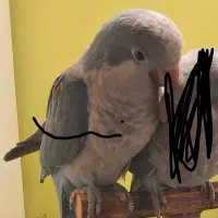 راهب آبی نژاد خالص