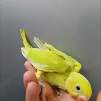 جوجه ملنگو رنگ خاص