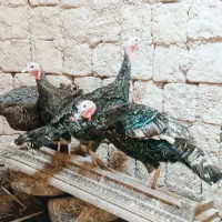 بوقلمون ولاری