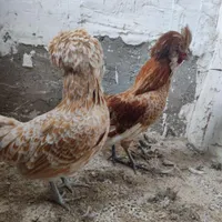 مرغ خروس پولند لهستانی جفت|حیوانات مزرعه|رشت, انصاری|دیوار