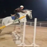 فروش اسب یکسر خارجی پرشی و درساژی|اسب و تجهیزات اسب‌سواری|تهران, جیحون|دیوار