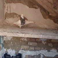 کبوتر طوقی|پرنده|سنقر, |دیوار