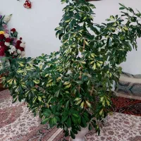 گل‌ فروش|گل و گیاه طبیعی|اسکو, |دیوار