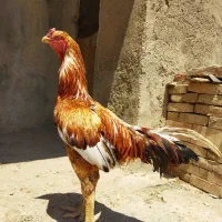 خروس لاری نسل دار دونگ بالا