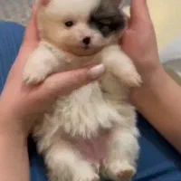 پامر خرسی عروسکی|سگ|رشت, دیانتی|دیوار