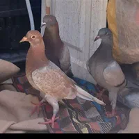 یک عددکبوترپیدا شده