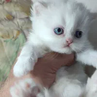 گربه اسکاتیش و پرشین|گربه|گنبد کاووس, |دیوار