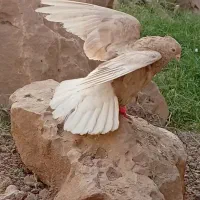 دم سفید
