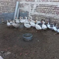 ۱۶ عدد غاز